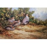 Neil Cox (British b.1955) Watercolour Partridge beside gorse, signed lower left, framed and