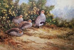 Neil Cox (British b.1955) Watercolour Partridge beside gorse, signed lower left, framed and