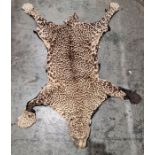 Leopardskin rug with head (some repair, damage to nose, one fang missing, restoration needed to legs