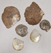 Two large oyster shells with mother-of-pearl interior and four other similar, smaller (6)