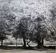 Ceri Auckland Davies (b.1951) Charcoal "May Hawthorn", signed lower right, framed and glazed, 37cm x