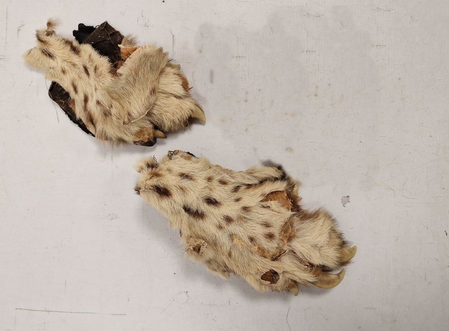 Cheetah skin rug with head, backed (with some loose parts and some claws missing, fangs intact, - Image 3 of 3