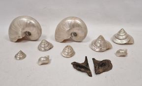 Two large nautilus shells, seven spiral shells and two others with mother-of-pearl interior (11)