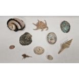 Quantity decorative shells