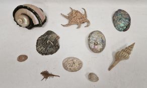 Quantity decorative shells