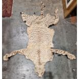 Cheetah skin rug with head, backed (with some loose parts and some claws missing, fangs intact,