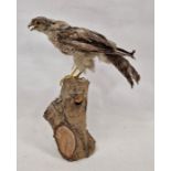 Taxidermy sparrowhawk on log, 40cm high