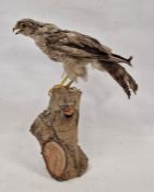 Taxidermy sparrowhawk on log, 40cm high