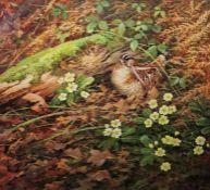 Neil Cox (British b.1955) Watercolour Woodcock seated amongst primroses, signed lower right,