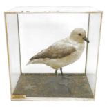 Cased taxidermy Fulmar petrel (Fulmarus glacialis), 20th century, naturalistically posed on rocky