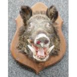Taxidermy Boar's head on oak shield-shaped wall mount, 52cm high overall
