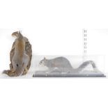 Two taxidermy Eastern Gray Squirrels (Sciurus carolinensis), modelled standing on earth base, within