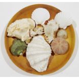 Collection of seashells with a turned circular wooden dish bearing label for Chris Robinson
