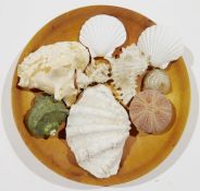 Collection of seashells with a turned circular wooden dish bearing label for Chris Robinson