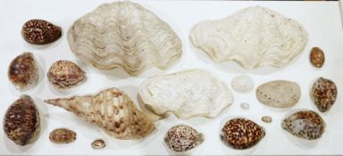 Collection of seashells and other related items including a large clamshell, several tiger cowrie