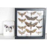 Framed and glazed display of specimen butterflies including Pachylia darceta, Pachysphinx modesta,