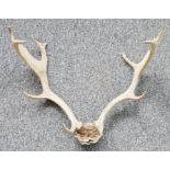 Set of nine pointed antlers, 58cm high approx.