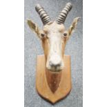 Taxidermy Ibex antlers on shield-shaped oak wall mount, 84cm high