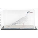 Cased taxidermy Arctic Tern (Sterna paradisaea), modelled standing on a sandy base, within perspex