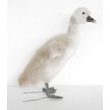 Taxidermy swan cygnet (Cygnus olor) model freestanding, 31cm high approx.