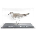 Cased Red Knot (Calidris canutus), modelled standing within a perspex ebonised rectangular case,