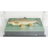 Cased taxidermy fish, perhaps a Chub (Squalius cephalus) mounted on a green fabric stand within