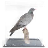 Cased taxidermy Stock Dove (Columba oenas), modelled perched on a branch, within perspex case and