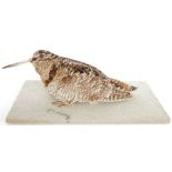 Taxidermy Eurasian Woodcock (Scolopax rusticola) modelled seated on a base, 30.5cm long overall