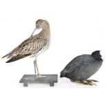 Taxidermy Eurasian Curlew (Numenius arquata), modelled freestanding on a black painted wooden