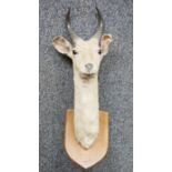 Taxidermy antelope head and horns on shield-shaped oak wall mount, 72.5cm high