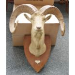Big horn sheep's head and spiralling horns on shield-shaped oak mount, the mounts bearing plaque
