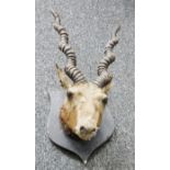 Taxidermy Antelope's head with a pair of spirally ridged horns on a stained oak shield-shaped wall