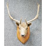 Taxidermy red deer's head with six point antlers on oak shield-shaped wall mount, 67cm wide