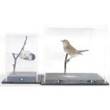 Cased taxidermy Garden Warbler (Sylvia borin), 21.3cm high x 24.5cm x 15.8cm, two taxidermy Common