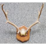 Set of oak mounted seven point antlers, on shield-shaped wall mounts, 50cm wide x 58cm high approx.