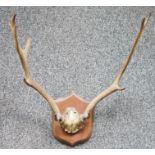 Oak mounted set of five point antlers on shield-shaped wall mount, 50cm wide x 54cm high approx.