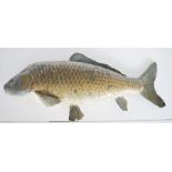 Taxidermy Common/European Carp (Cyprinus carpio), uncased, 54.5cm long