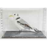 Cased taxidermy Black-Legged Kittiwake (Rissa tridactyla), modelled standing, within a perspex
