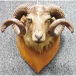 Taxidermy ram, on oak shield-shaped wall mount with two spiralling horns, 44cm high