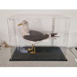 Large cased taxidermy gull, modelled standing within a perspex and black painted stand, 43cm high