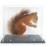 Cased taxidermy Eurasian Red Squirrel (Sciurus vulgaris), modelled with a nut in its paws, in a