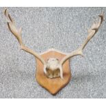 Set of antlers on oak shield-shaped mount with eight points, width between antlers 57cm and