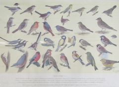 Two RSPB bird identification posters, British Birds No.1 and No.2, with Ryman & Co Art Dealers label