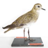 Taxidermy European Golden Plover (Pluvialis apricaria) model standing on a painted wooden base, 21cm