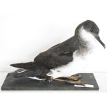 Taxidermy Manx Shearwater (Puffinus puffinus) modelled seated on a black painted wooden base, 24cm
