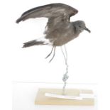 Taxidermy Leach's Storm Petrel (Hydrobates leucorhous) modelled in flight supported on a wire and