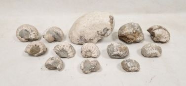 Collection of assorted fossilised ammonites and associated fragments, probably Liparoceras (1 box)