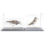 Cased taxidermy Jack Snipe (Lymnocryptes minimus), modelled standing on grassy mossy ground and a