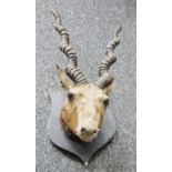 Taxidermy antelope's head with a pair of spirally ridged horns on a stained oak shield-shaped wall