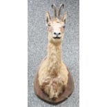 Taxidermy Chamois (Rupicapra rupicapra) on a stained wood mount, 59cm high overall including mount